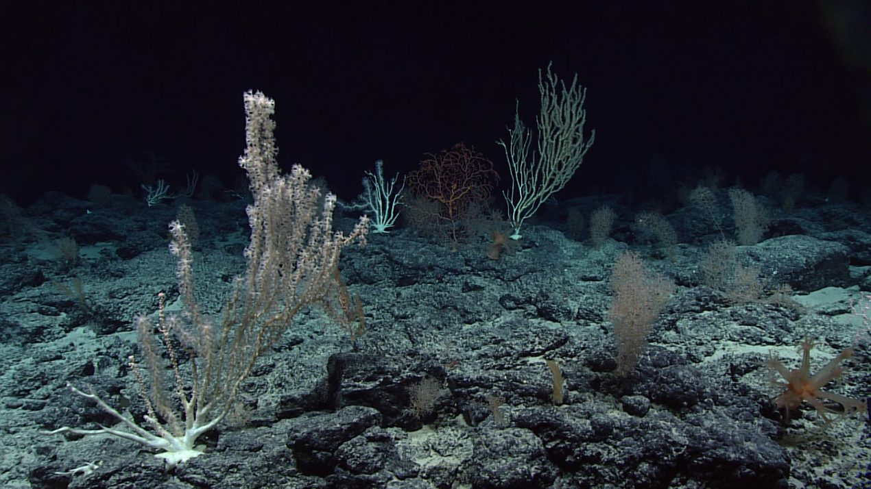 The High Seas Treaty Reaches Ratification