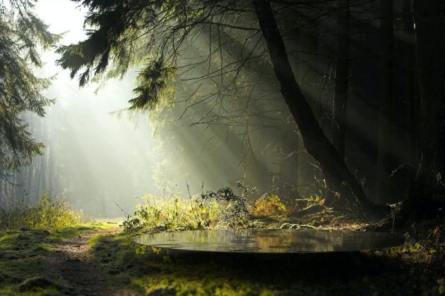 Design For Forest